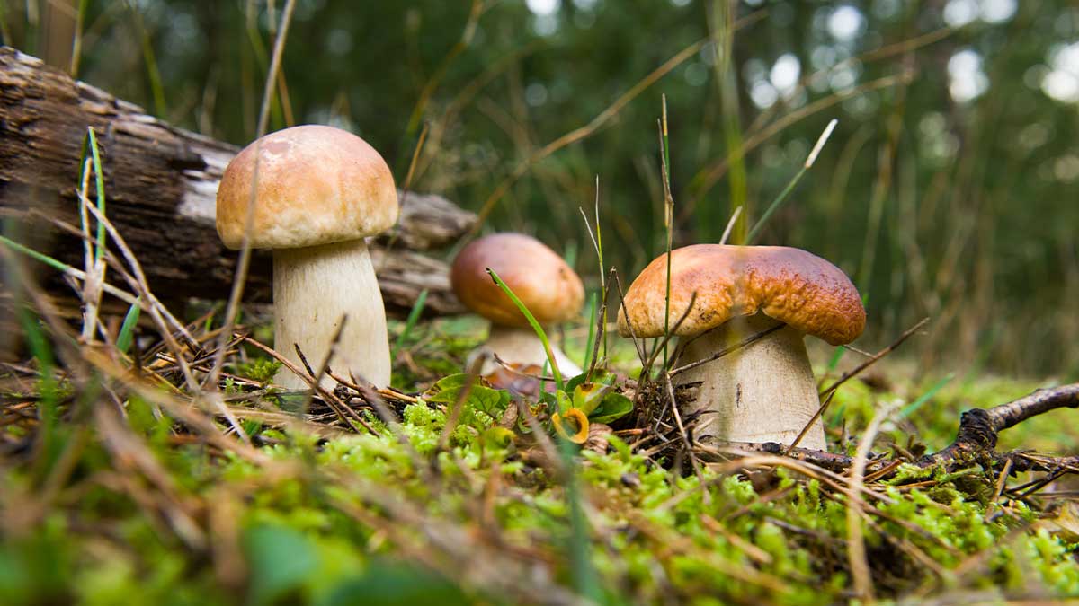 Porcini nel bosco intorno a Sappada